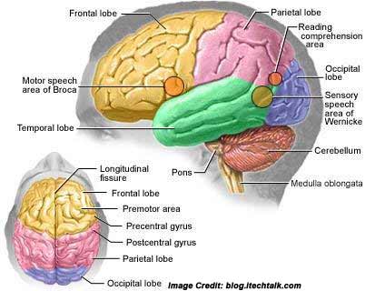 Brain Tumor Details