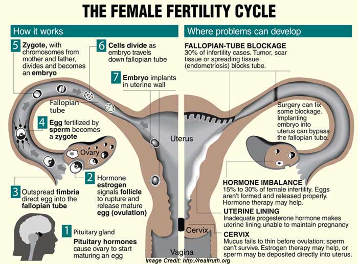 Menstrual Cycle Pregnancy Chances | www.pixshark.com ...