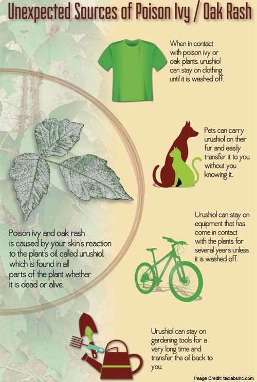 All You Need to Know about Poison Ivy, Sumac & Oac Allergy