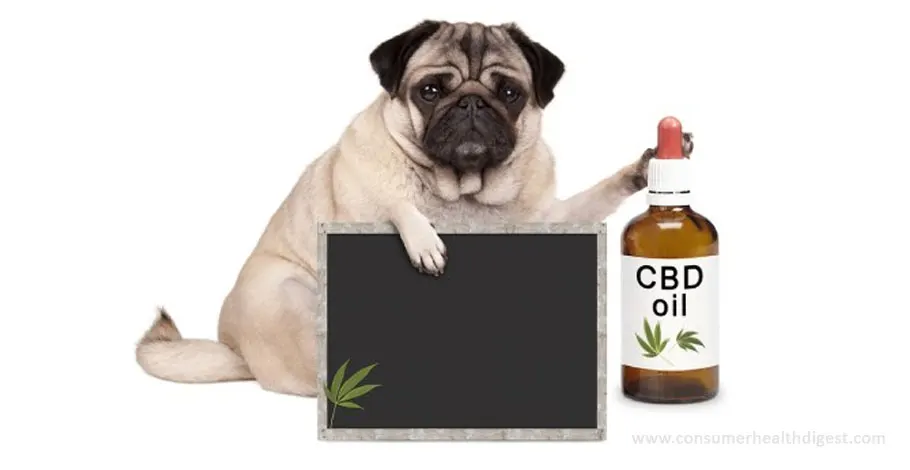 Dogs & CBD Oil – Why Hemp Oil Might Be Good For Your Dog & Other Pets