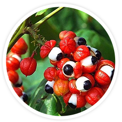 Guarana