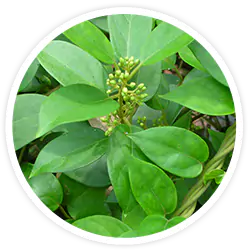 Gymnema Sylvestre