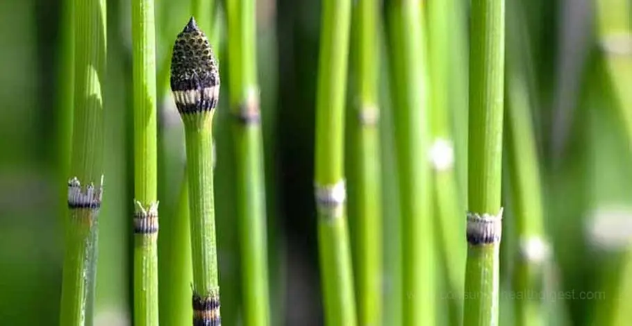 Horsetail: Benefits, Side Effects, Dosage And Interaction