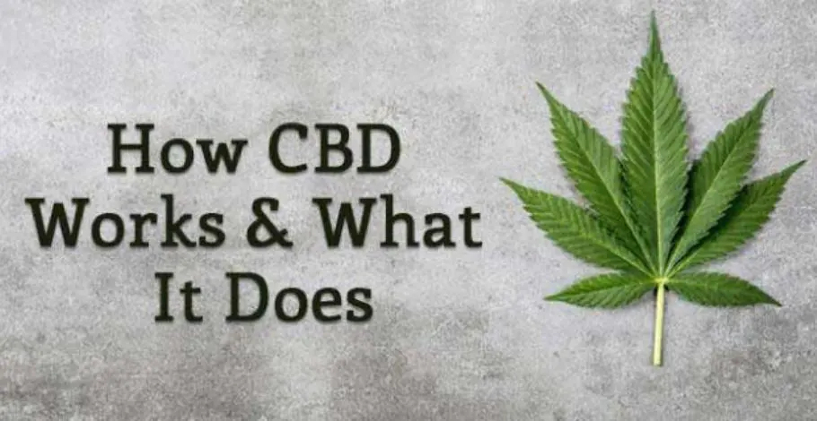 How CBD Works? – What It Does do to your Body Health!