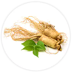 Ginseng