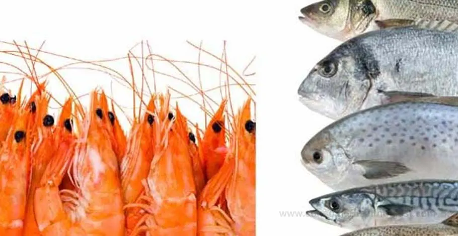 Krill Oil Vs Fish Oil – Which One Do the Experts Recommend?