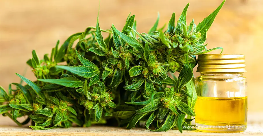 All You Need To Know About The Legality Of CBD Hemp Oil