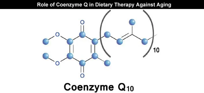 What is the Role of Coenzyme Q in Dietary Therapy Against Aging?