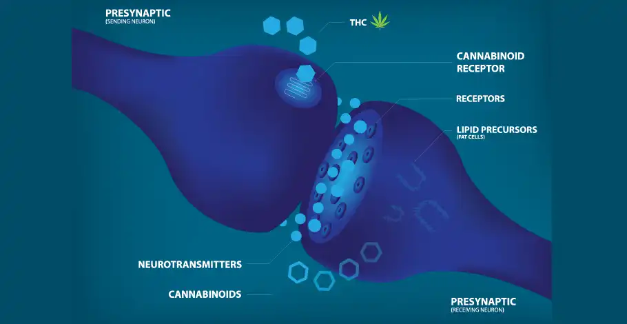 Cannabinoid Receptors: How Do Cannabinoid Receptors Work?