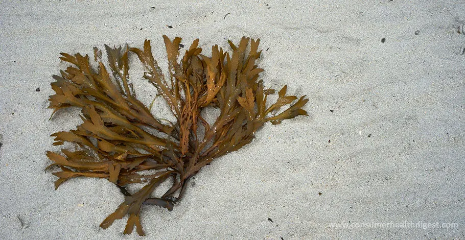 10 Incredible Health Benefits of Sea Moss Gummies